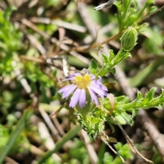 Vittadinia cuneata var. cuneata (Fuzzy New Holland Daisy) at Goulburn, NSW - 27 Sep 2025 by trevorpreston
