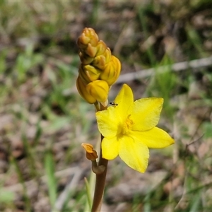 Bulbine bulbosa (Golden Lily, Bulbine Lily) at Goulburn, NSW - 27 Sep 2025 by trevorpreston