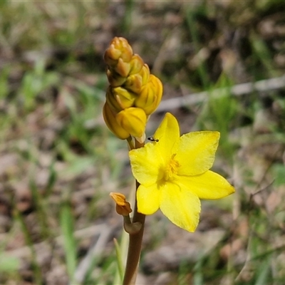 Bulbine bulbosa (Golden Lily, Bulbine Lily) at Goulburn, NSW - 27 Sep 2025 by trevorpreston