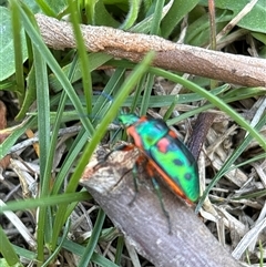 Scutiphora pedicellata (Metallic Jewel Bug) at Deakin, ACT - 27 Sep 2025 by KaiDewPHD