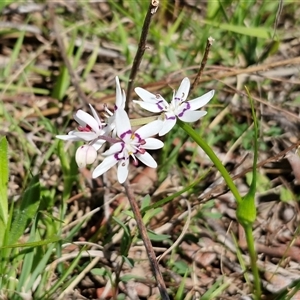 Wurmbea dioica subsp. dioica (Early Nancy) at Goulburn, NSW - 27 Sep 2025 by trevorpreston
