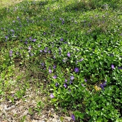 Vinca major (Blue Periwinkle) at Goulburn, NSW - 27 Sep 2025 by trevorpreston
