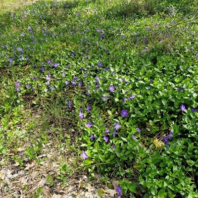 Vinca major (Blue Periwinkle) at Goulburn, NSW - 27 Sep 2025 by trevorpreston