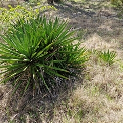 Yucca aloifolia (Spanish Bayonet) at Goulburn, NSW - 27 Sep 2025 by trevorpreston