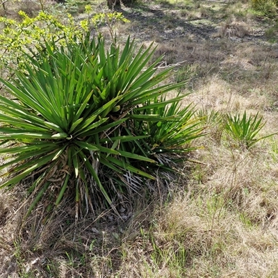 Yucca aloifolia (Spanish Bayonet) at Goulburn, NSW - 27 Sep 2025 by trevorpreston