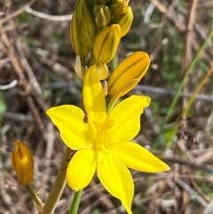 Bulbine bulbosa (Golden Lily, Bulbine Lily) at Jerrabomberra, NSW - 27 Sep 2025 by SteveBorkowskis