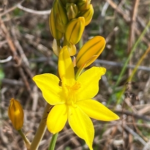 Bulbine bulbosa (Golden Lily, Bulbine Lily) at Jerrabomberra, NSW - 27 Sep 2025 by SteveBorkowskis