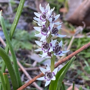 Wurmbea dioica subsp. dioica (Early Nancy) at Jerrabomberra, NSW - 27 Sep 2025 by SteveBorkowskis