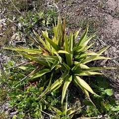 Crassula sieberiana at Jerrabomberra, NSW - 27 Sep 2025 by SteveBorkowskis