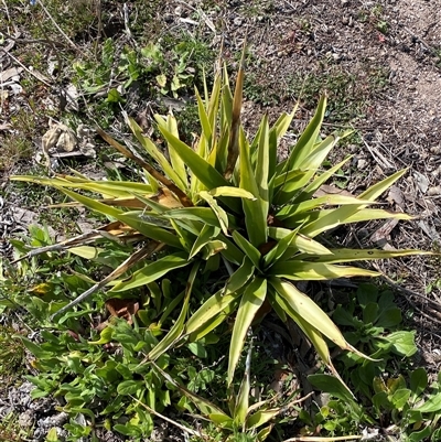 Crassula sieberiana at Jerrabomberra, NSW - 27 Sep 2025 by SteveBorkowskis