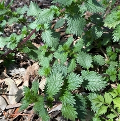 Urtica urens (Small Nettle) at Jerrabomberra, NSW - 27 Sep 2025 by SteveBorkowskis