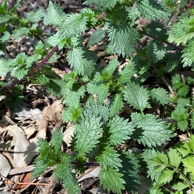 Urtica urens (Small Nettle) at Jerrabomberra, NSW - 27 Sep 2025 by SteveBorkowskis