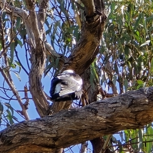 Gymnorhina tibicen (Australian Magpie) at O'Malley, ACT - 27 Sep 2025 by Mike