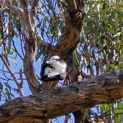 Gymnorhina tibicen (Australian Magpie) at O'Malley, ACT - 27 Sep 2025 by Mike
