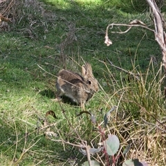 Oryctolagus cuniculus (European Rabbit) at O'Malley, ACT - 27 Sep 2025 by Mike