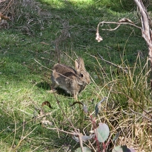 Oryctolagus cuniculus (European Rabbit) at O'Malley, ACT - 27 Sep 2025 by Mike