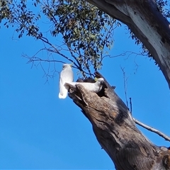 Cacatua galerita (Sulphur-crested Cockatoo) at O'Malley, ACT - 27 Sep 2025 by Mike