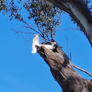 Cacatua galerita (Sulphur-crested Cockatoo) at O'Malley, ACT - 27 Sep 2025 by Mike