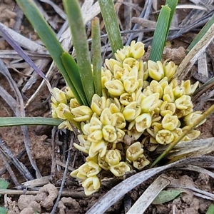Lomandra bracteata (Small Matrush) at Gundary, NSW - 27 Sep 2025 by trevorpreston