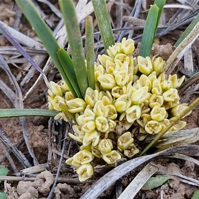 Lomandra bracteata (Small Matrush) at Gundary, NSW - 27 Sep 2025 by trevorpreston