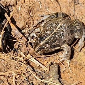 Limnodynastes tasmaniensis (Spotted Grass Frog) at Gundary, NSW - 27 Sep 2025 by trevorpreston