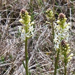 Stackhousia monogyna (Creamy Candles) at Gundary, NSW - 27 Sep 2025 by trevorpreston