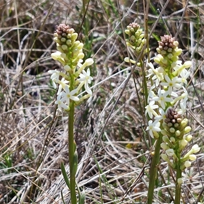 Stackhousia monogyna (Creamy Candles) at Gundary, NSW - 27 Sep 2025 by trevorpreston