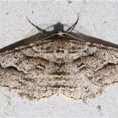 Syneora fractata (Ennominae) at Rosedale, NSW - 28 Jul 2025 by jb2602