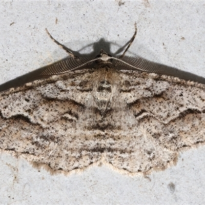 Syneora fractata (Ennominae) at Rosedale, NSW - 28 Jul 2025 by jb2602