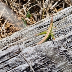 Keyacris scurra (Key's Matchstick Grasshopper) at Gundary, NSW - 27 Sep 2025 by trevorpreston