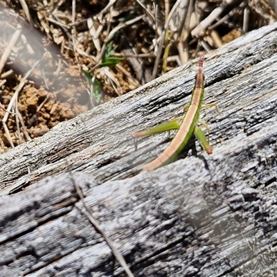 Keyacris scurra (Key's Matchstick Grasshopper) at Gundary, NSW - 27 Sep 2025 by trevorpreston
