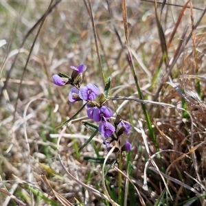 Hovea heterophylla (Common Hovea) at Gundary, NSW - 27 Sep 2025 by trevorpreston