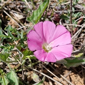 Convolvulus angustissimus subsp. angustissimus (Australian Bindweed) at Gundary, NSW - 27 Sep 2025 by trevorpreston