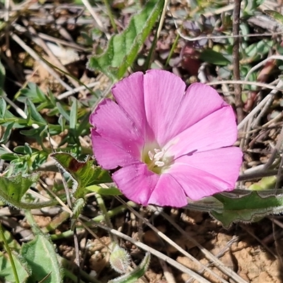 Convolvulus angustissimus subsp. angustissimus (Australian Bindweed) at Gundary, NSW - 27 Sep 2025 by trevorpreston