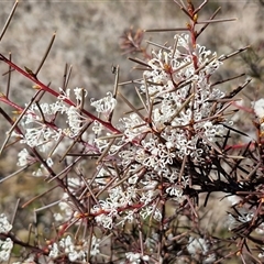 Hakea decurrens subsp. decurrens (Bushy Needlewood) at Gundary, NSW - 27 Sep 2025 by trevorpreston