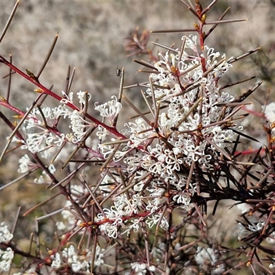 Hakea decurrens subsp. decurrens (Bushy Needlewood) at Gundary, NSW - 27 Sep 2025 by trevorpreston