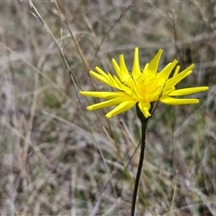 Microseris walteri (Yam Daisy, Murnong) at Gundary, NSW - 27 Sep 2025 by trevorpreston