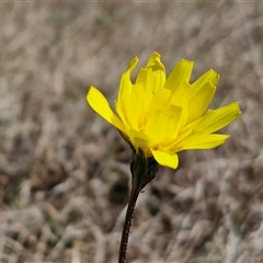 Microseris walteri (Yam Daisy, Murnong) at Gundary, NSW - 27 Sep 2025 by trevorpreston