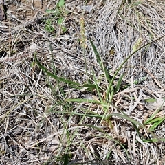 Plantago gaudichaudii (Narrow Plantain) at Gundary, NSW - 27 Sep 2025 by trevorpreston