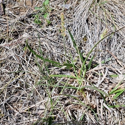 Plantago gaudichaudii (Narrow Plantain) at Gundary, NSW - 27 Sep 2025 by trevorpreston