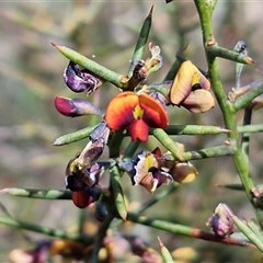 Daviesia genistifolia (Broom Bitter Pea) at Gundary, NSW - 27 Sep 2025 by trevorpreston