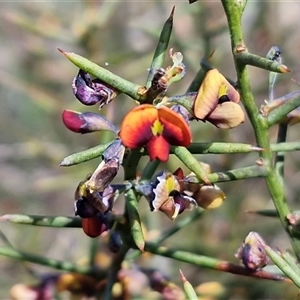 Daviesia genistifolia (Broom Bitter Pea) at Gundary, NSW - 27 Sep 2025 by trevorpreston