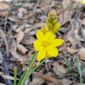 Bulbine bulbosa (Golden Lily, Bulbine Lily) at Gundary, NSW - 27 Sep 2025 by trevorpreston