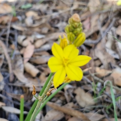 Bulbine bulbosa (Golden Lily, Bulbine Lily) at Gundary, NSW - 27 Sep 2025 by trevorpreston