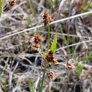 Luzula densiflora (Dense Wood-rush) at Gundary, NSW - 27 Sep 2025 by trevorpreston