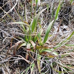 Luzula densiflora at Gundary, NSW - 27 Sep 2025 10:04 AM