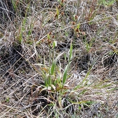 Luzula densiflora at Gundary, NSW - 27 Sep 2025 10:04 AM