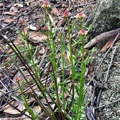 Stackhousia monogyna (Creamy Candles) at Pialligo, ACT - 22 Sep 2025 by MichaelWenke