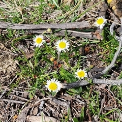 Calotis anthemoides (Chamomile Burr-daisy) at Gundary, NSW - 27 Sep 2025 by trevorpreston