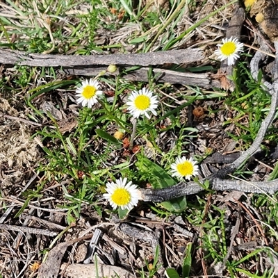 Calotis anthemoides (Chamomile Burr-daisy) at Gundary, NSW - 27 Sep 2025 by trevorpreston